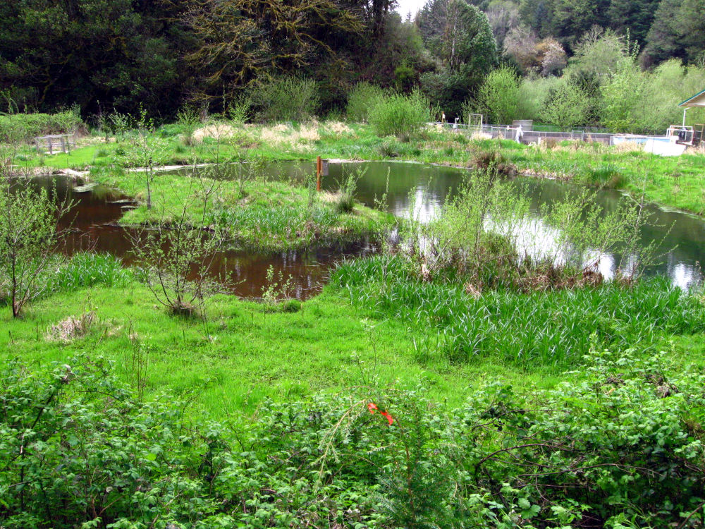 Wetland restoration on Coos River a few years after planting